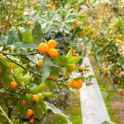 【期間限定】宮崎特産完熟きんかん「たまたま」“エクセレント” 贈答用1kg TF432