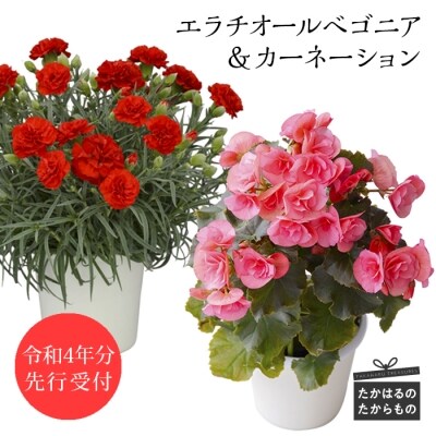 先行受付 エラチオールベゴニア カーネーション 特産品番号375 お礼品詳細 ふるさと納税なら さとふる