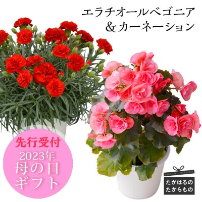 【先行受付】エラチオールベゴニア&カーネーション　特産品番号375