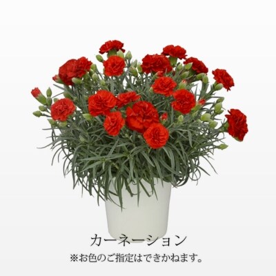 【先行受付 2026年母の日のプレゼント】高原町のカーネーション&エラチオールベゴニア　TF375