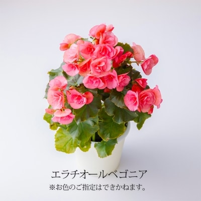 【先行受付 2026年母の日のプレゼント】高原町のカーネーション&エラチオールベゴニア　TF375