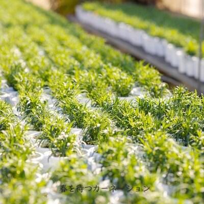 【先行受付 2026年母の日のプレゼント】高原町のカーネーション&エラチオールベゴニア　TF375