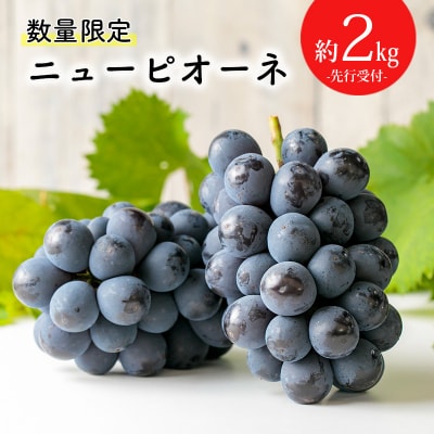 【数量限定】久保ぶどう園の高原町産ニューピオーネ(約2kg)[宮崎県産 3～4房 湧水]　TF273