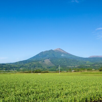 高原町産にんにく　特産品番号566