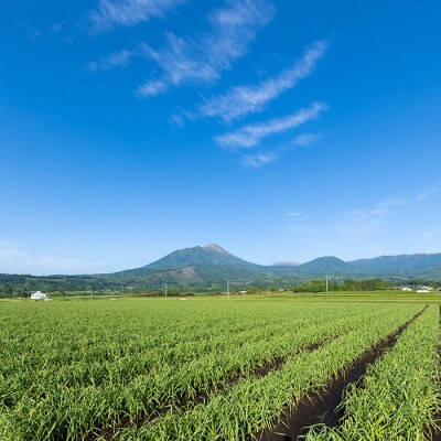 黒にんにく　特産品番号350