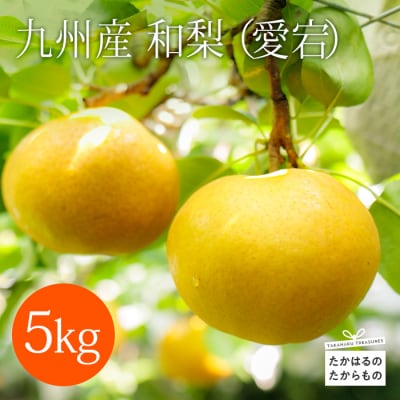 九州産 和梨「愛宕(あたご)」 5kg(6個～10個)　TF312