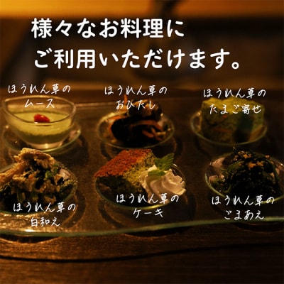 宮崎県産ほうれん草 大容量10kg　特産品開発590