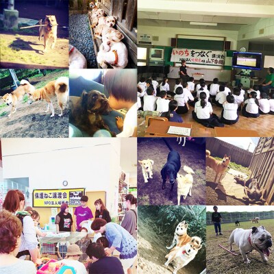 【返礼品なし】宮崎県高原町 犬猫等愛護活動 犬と猫と人に住みよい共生社会づくりを応援 sm3012