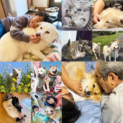 【返礼品なし】宮崎県高原町 犬猫等愛護活動 犬と猫と人に住みよい共生社会づくりを応援 sm3023