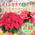 【先行受付】クリスマスフラワー「ポインセチア」&「エラチオールベゴニア」セット(2鉢)　TF716