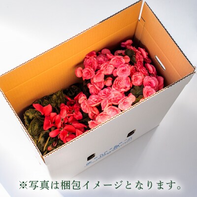 【先行受付】クリスマスフラワー「ポインセチア」&「エラチオールベゴニア」セット(2鉢)　TF716