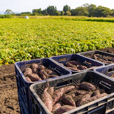 【先行受付・令和7年産】高原町産熟成紅はるか5kg(無選別)[さつまいも 焼き芋] TF719