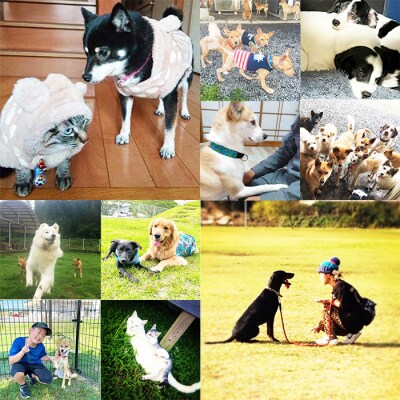 【返礼品なし】宮崎県高原町 犬猫等愛護活動 犬と猫と人に住みよい共生社会づくりを応援 sm3033