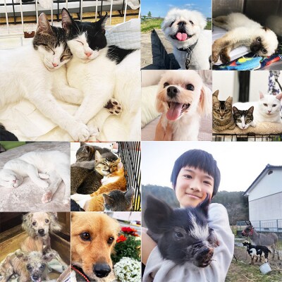【返礼品なし】宮崎県高原町 犬猫等愛護活動 犬と猫と人に住みよい共生社会づくりを応援 sm-3037