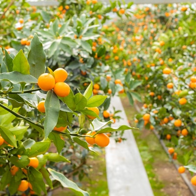 高原町産完熟きんかん『たまたまエクセレント』金柑1kg《ご贈答・ギフト》　TF051