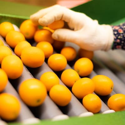 高原町産完熟きんかん『たまたま』L玉たっぷり3kg[宮崎ブランド金柑]　TF052