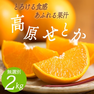 【期間限定】高原町産「せとか」無選別 約2kg(大小混合7~9玉) TF814