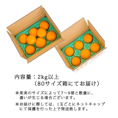【期間限定】高原町産「せとか」無選別 約2kg(大小混合7~9玉) TF814