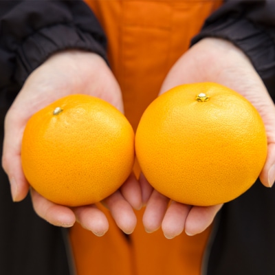 【期間限定】高原町産「せとか」無選別 約2kg(大小混合7~9玉) TF814