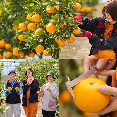 【期間限定】高原町産「せとか」無選別 約2kg(大小混合6~8玉) TF814