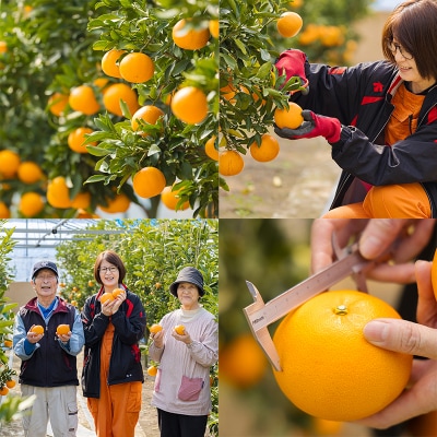 【期間限定】高原町産「せとか」無選別 約2kg(大小混合7~9玉) TF814