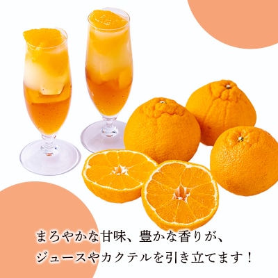 濃厚な甘さ しらぬいの手搾り果汁1L(業務用) TF816