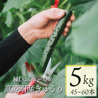 宮崎県高原町産きゅうり5kg(45～60本)TF0906