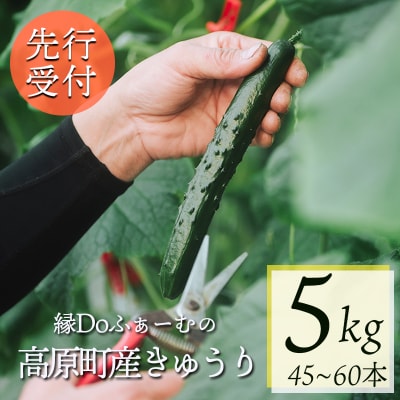 【先行受付10月収穫分】宮崎県高原町産きゅうり5kg(45～60本)TF0906