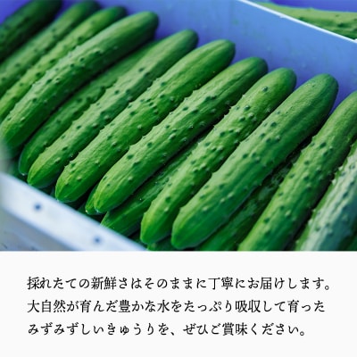 【先行受付10月収穫分】宮崎県高原町産きゅうり5kg(45～60本)TF0906