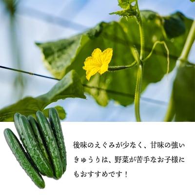 【先行受付10月収穫分】宮崎県高原町産きゅうり5kg(45～60本)TF0906