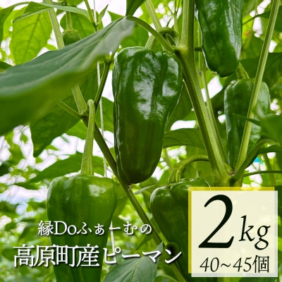宮崎県高原町産ピーマン2kg(約40～45個)TF919