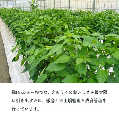 宮崎県高原町産ピーマン2kg(約40～45個)TF919