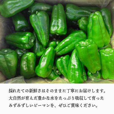 宮崎県高原町産ピーマン2kg(約40～45個)TF919