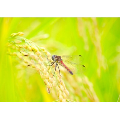 令和5年産　特別栽培米　熊本県相良村産ひのひかり5kg