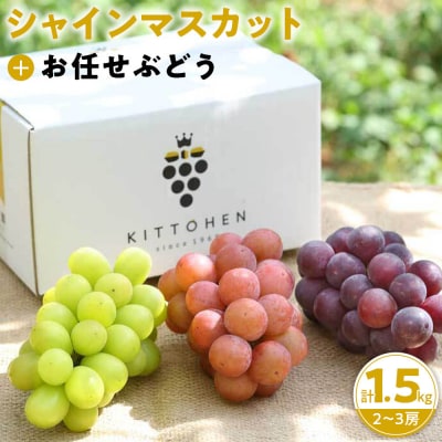 【2026年発送】シャインマスカット+お任せぶどう 約1.5kg(2～3房)