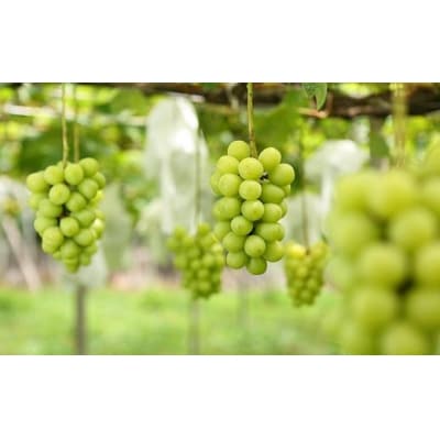 【2026年発送】シャインマスカット+お任せぶどう 約1.5kg(2～3房)