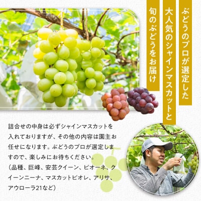 【2026年発送】シャインマスカット+お任せぶどう 約1.5kg(2～3房)