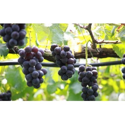 【2026年発送】シャインマスカット+お任せぶどう 約1.5kg(2～3房)