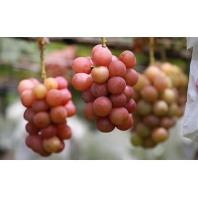 【2026年発送】シャインマスカット+お任せぶどう 約1.5kg(2～3房)