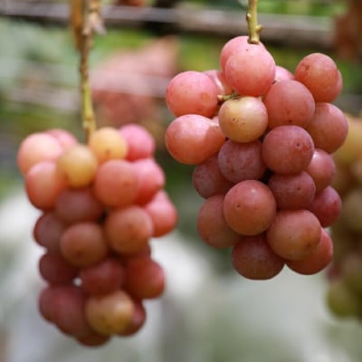 【2026年発送】シャインマスカット+お任せぶどう 約1.5kg(2～3房)