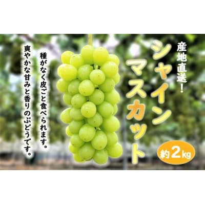 ★お届けは2025年8月から!★ 産地直送 シャインマスカット約2キロ入り