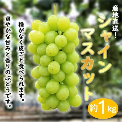 ★お届けは2026年8月から!★ 産地直送 シャインマスカット約1キロ入り