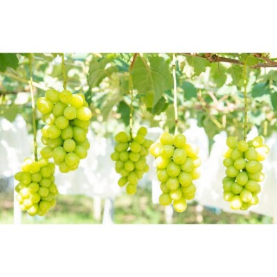 ★お届けは2026年8月から!★ 産地直送 シャインマスカット約1キロ入り