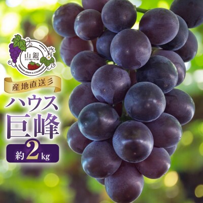 ★お届けは2026年8月から!★産地直送ハウス巨峰