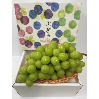 【先行受付】 [お届けは8月下旬予定] 大府市農園直送 完熟シャインマスカット1房 (1Kg以上) 