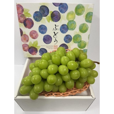 【先行受付】 [お届けは8月中旬予定] 大府市農園直送 完熟シャインマスカット 家庭用 2房