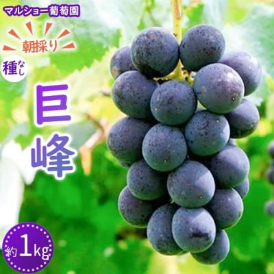 【2025年先行受付・数量限定】朝採り 巨峰「種なし」 約1kg<2025年8月中旬～発送>