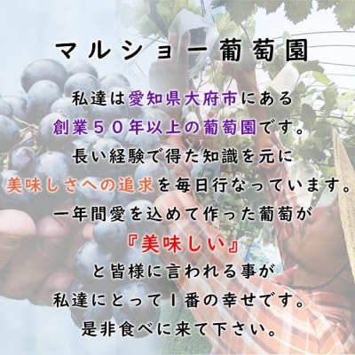 【2025年先行受付・数量限定】朝採り 巨峰「種なし」 訳あり品 約2kg<2025年8月中旬～発送