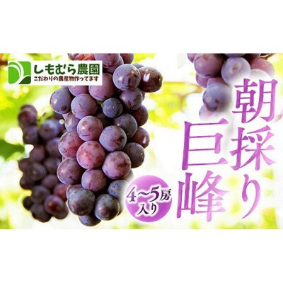 ★2025年7月下旬より順次発送★朝採り巨峰(4～5房入り)