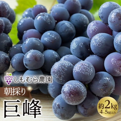 ★2026年7月下旬より順次発送★朝採り巨峰(4～5房入り)